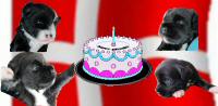 Birthday_greetings