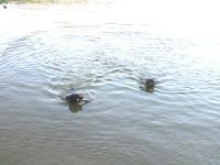 Img_001687