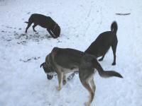 Img_002295