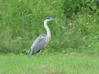 Img_006912