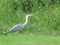 Img_006913